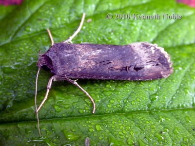 dark sword-grass (Agrotis ipsilon) Kenneth Noble